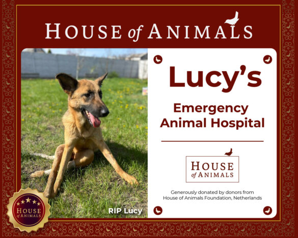 Lucy's Emergency Animal Hospital