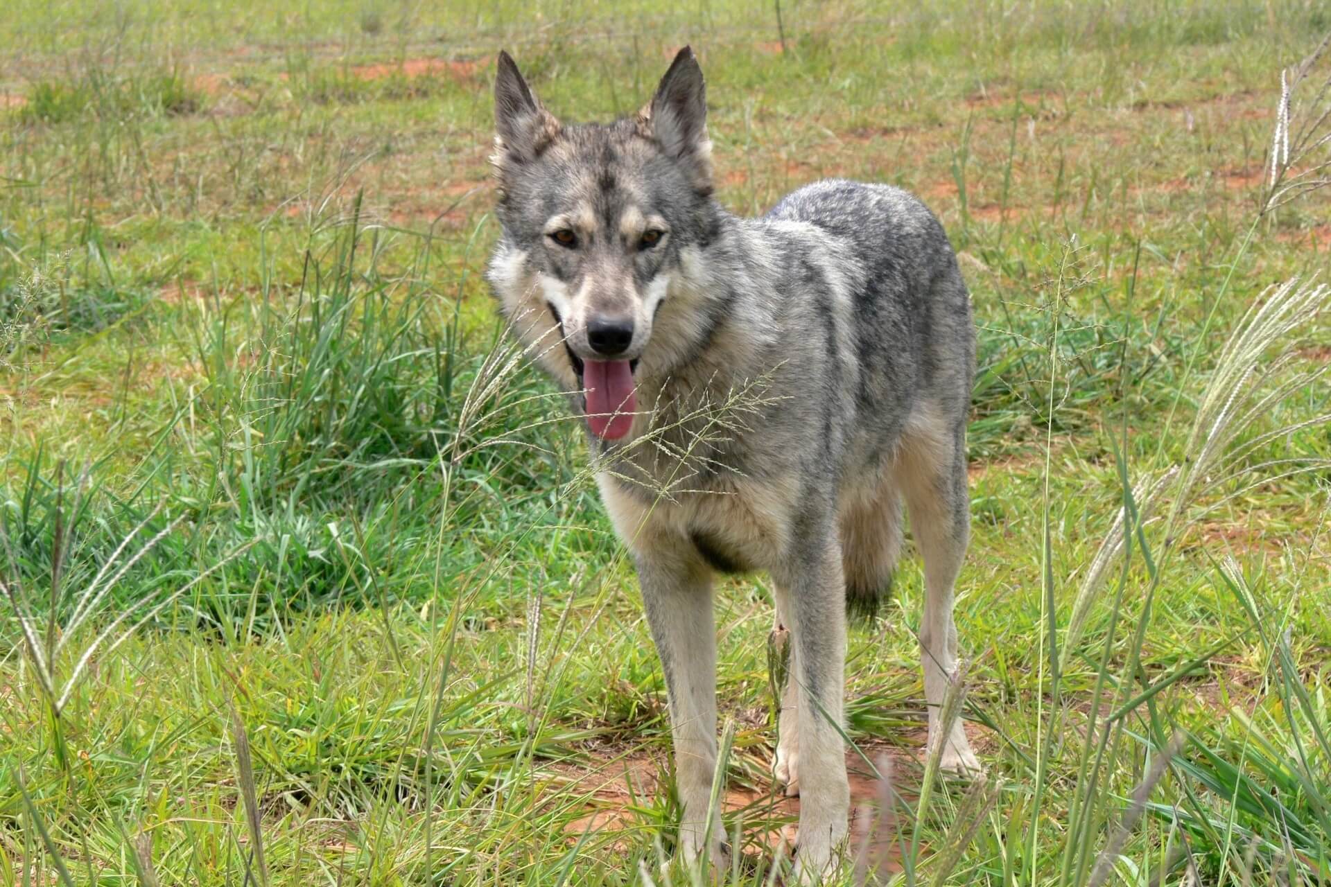 Kabinet wil beschermde status wolf verlagen