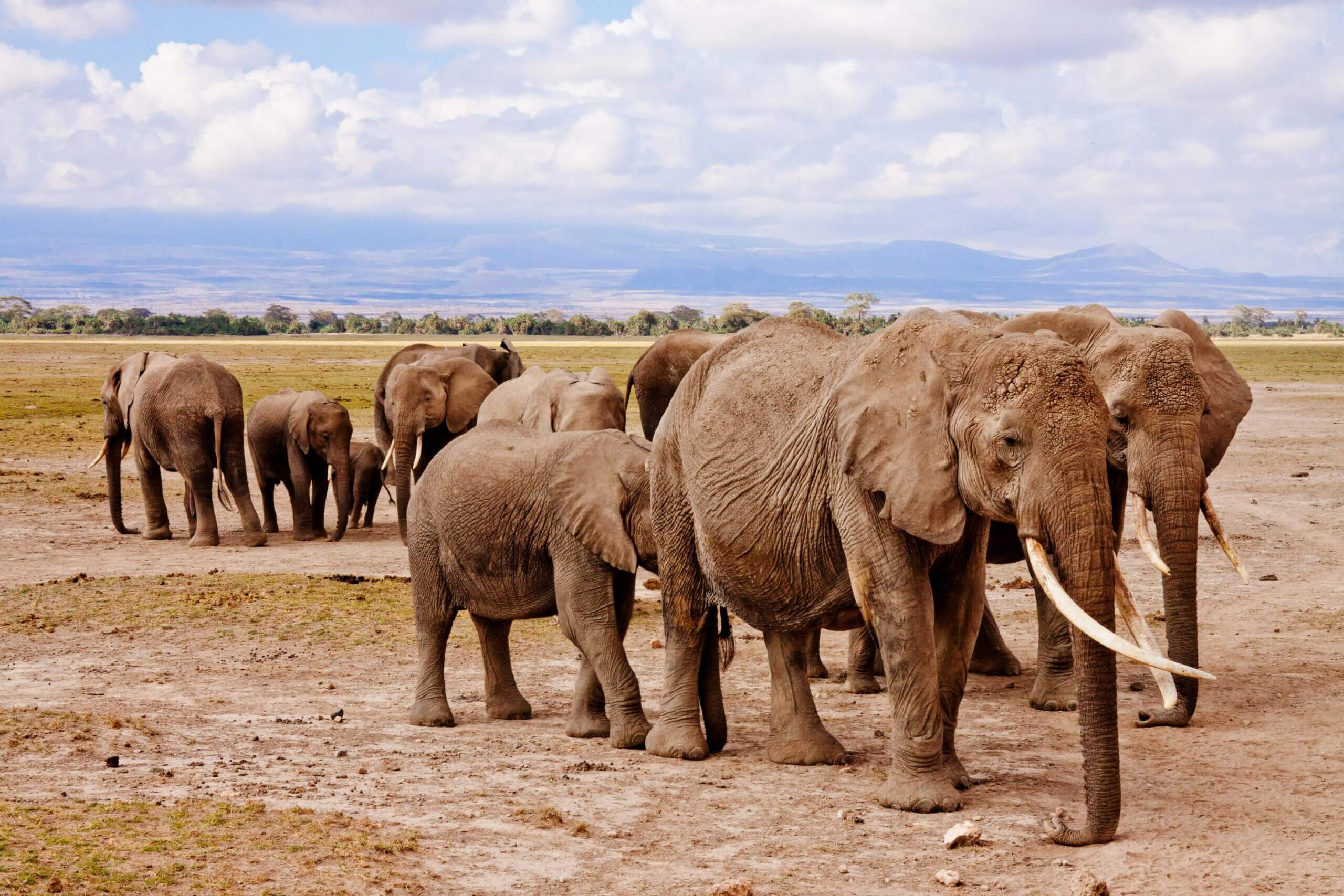 Help de laatste super tuskers van Amboseli en teken de petitie
