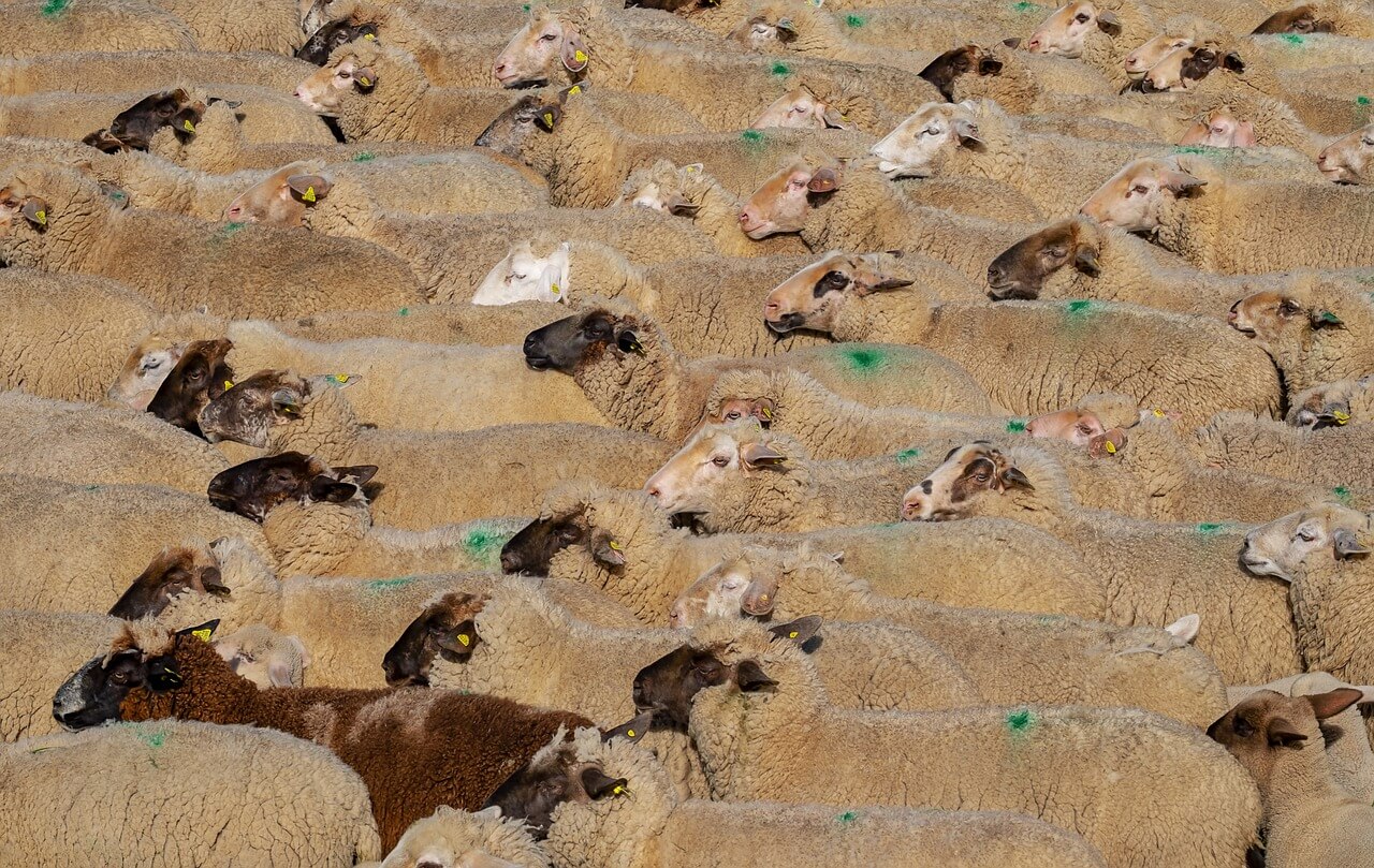 levende schapen