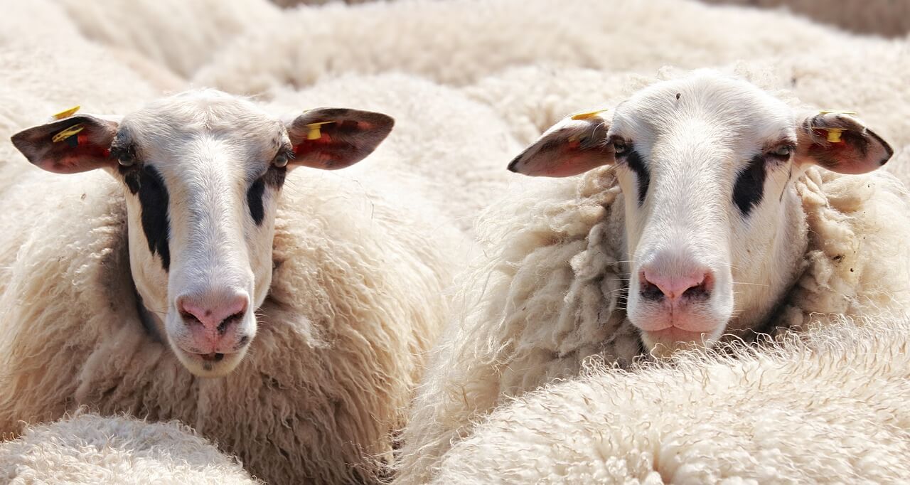levende schapen