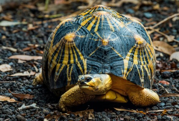 schildpadden gered uit Thaise handel