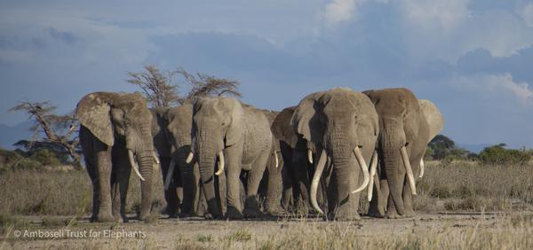 Help de laatste super tuskers van Amboseli en teken de petitie