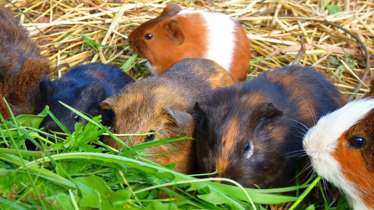 Belgische grondwet erkent dieren als wezens met gevoel