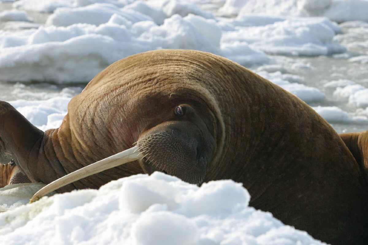 Toerist op Spitsbergen verstoort walrus voor selfie en krijgt boete