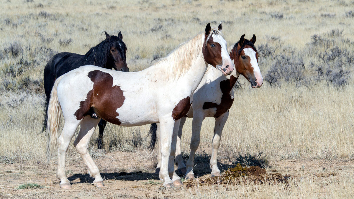 Mustangs gered van afschot in Theodore Roosevelt National Park