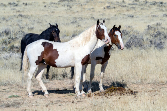 Mustangs gered van afschot in Theodore Roosevelt National Park