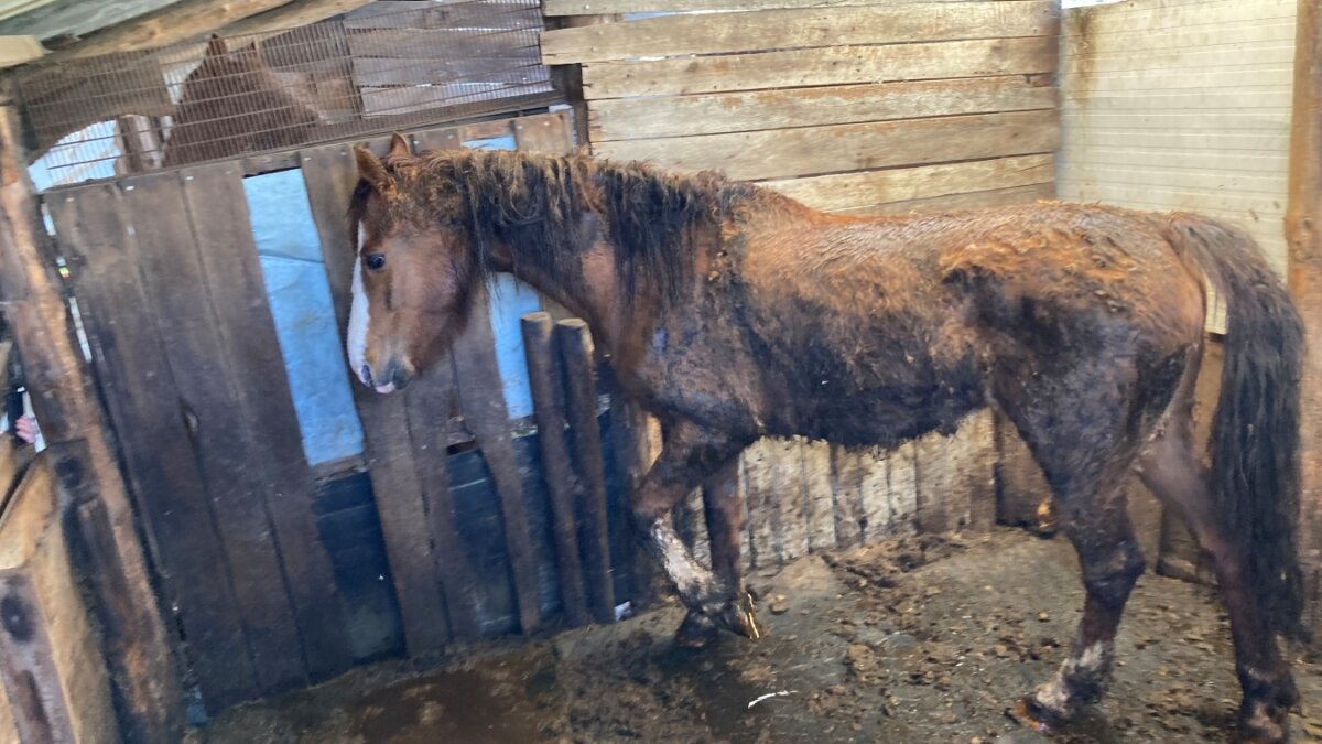 Zwaar verwaarloosde paarden weggehaald in Deurne