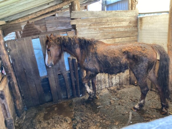 Zwaar verwaarloosde paarden weggehaald in Deurne