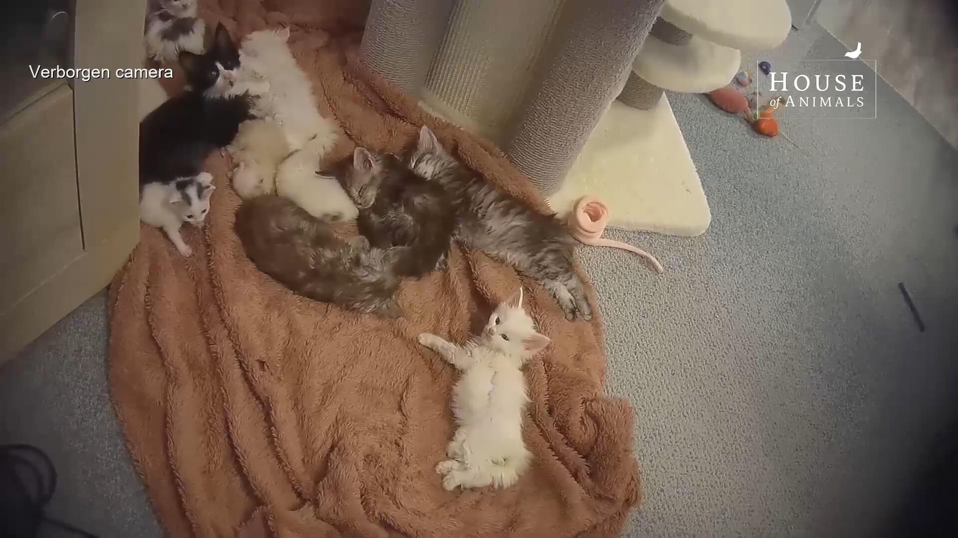 kittens