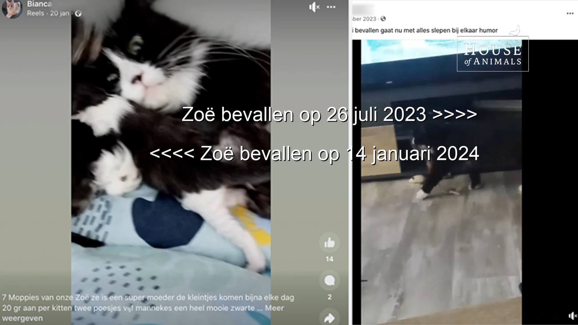 Zieke en magere kittens bij broodfokker Cattery Nazarene