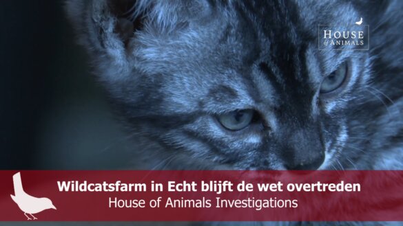 Wildcatsfarm in Echt blijft de wet overtreden