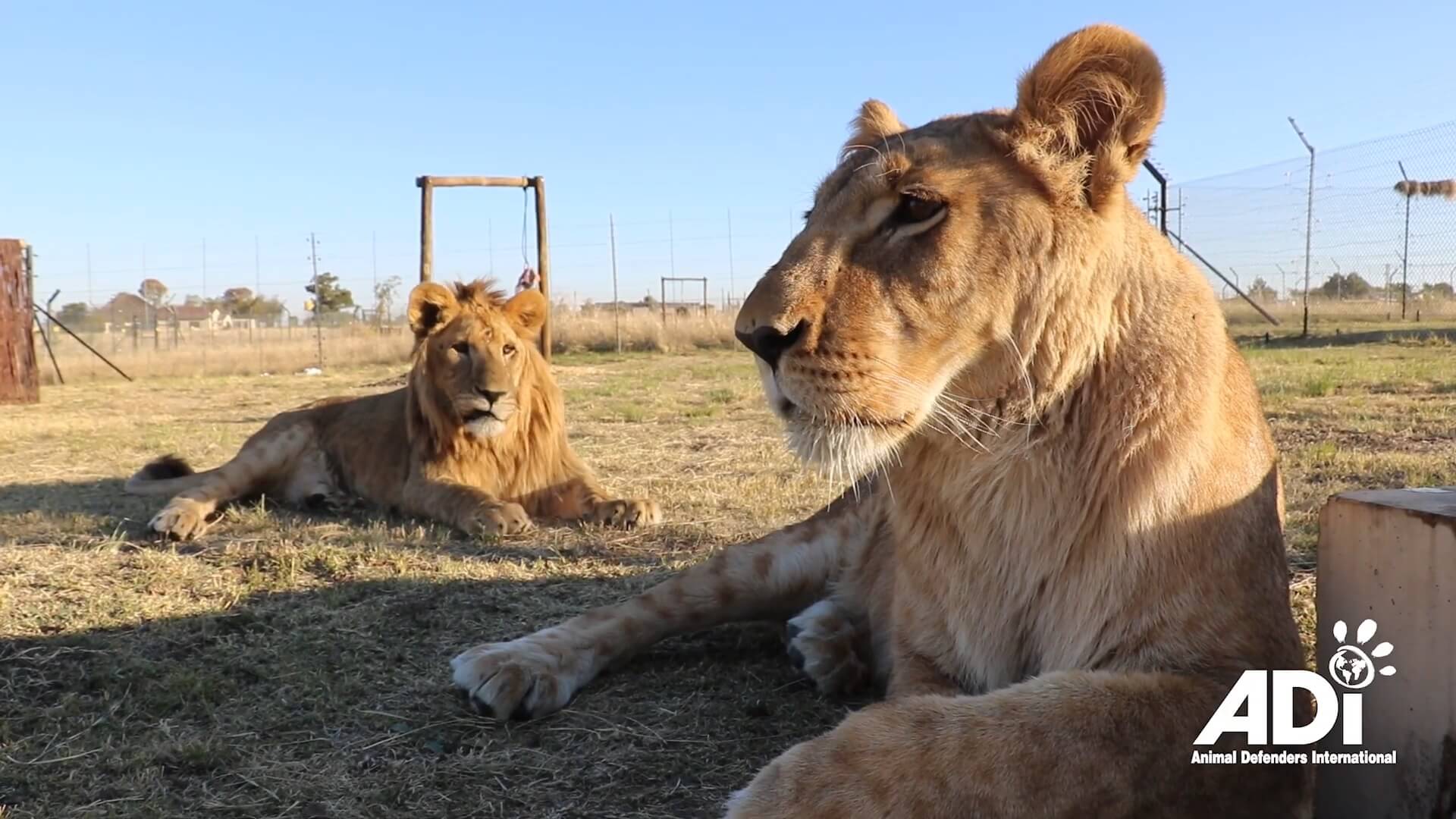 Zes bij Koeweit gedumpte leeuwen naar Zuid-Afrika