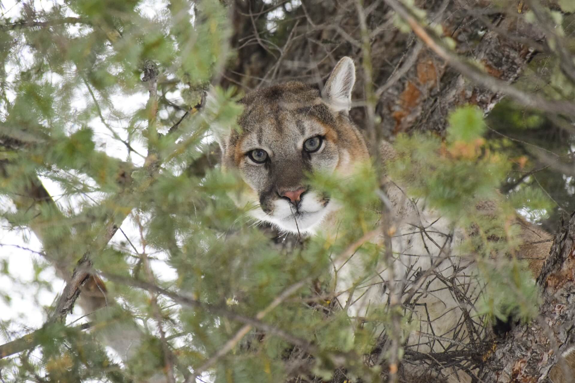 Verbetering wildcorridors en bescherming bergleeuwen Californië