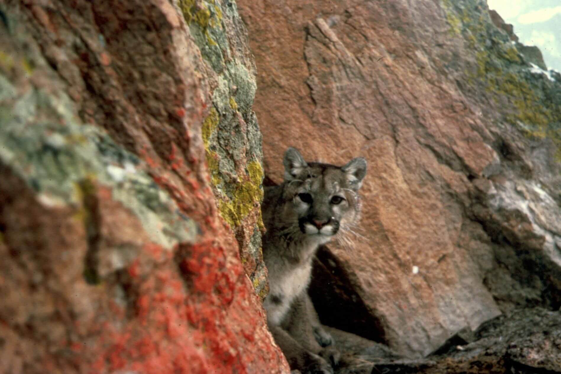 Verbetering wildcorridors en bescherming bergleeuwen Californië