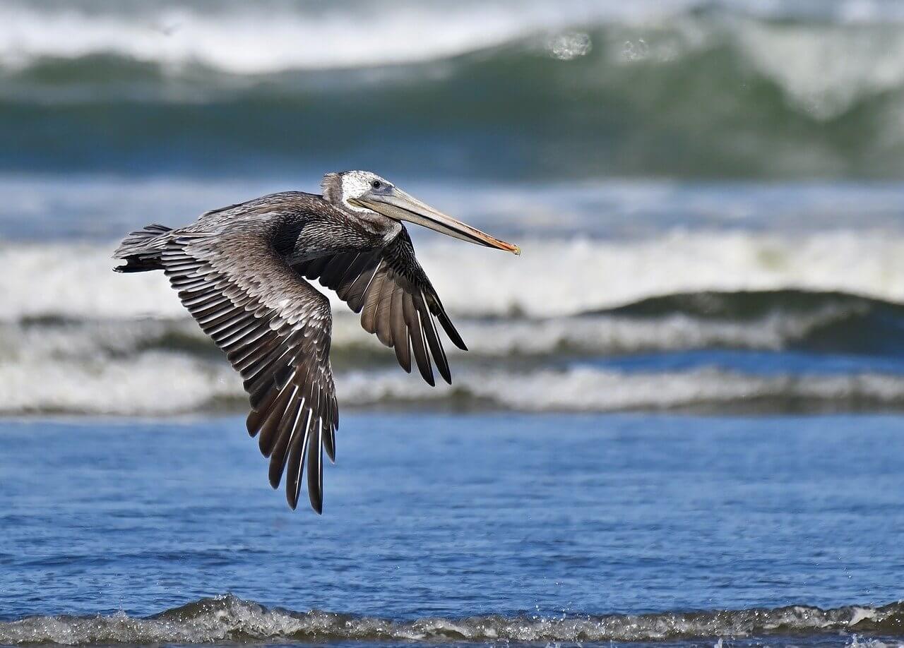 bruine pelikanen