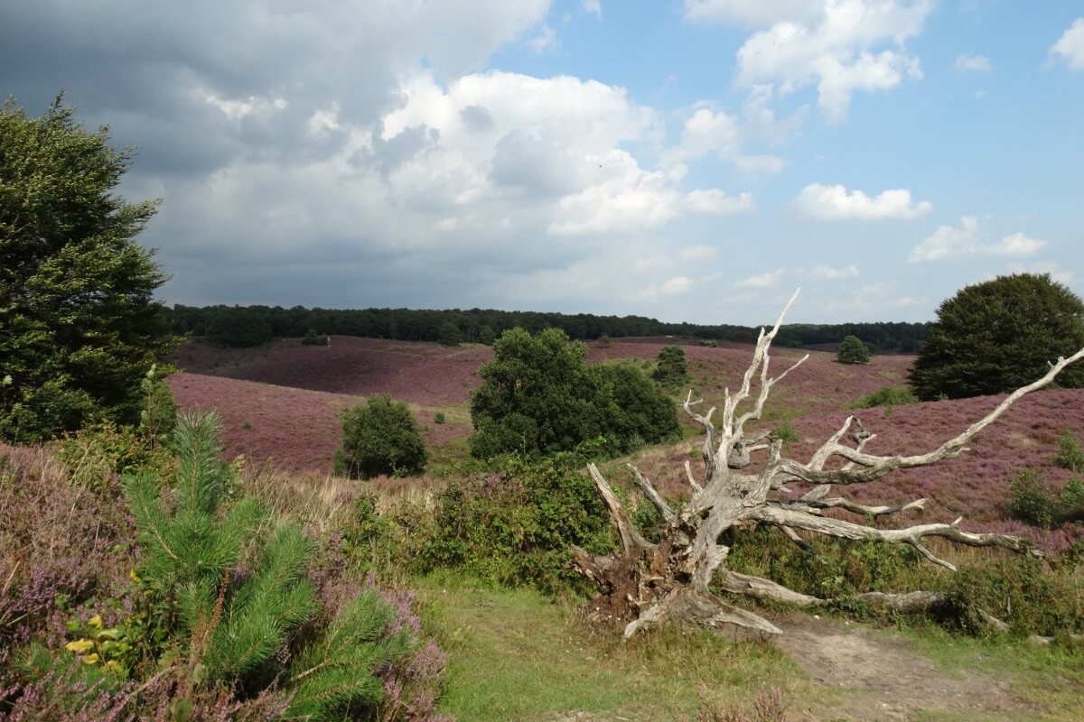 Toch Europese natuurherstelwet dankzij Oostenrijk