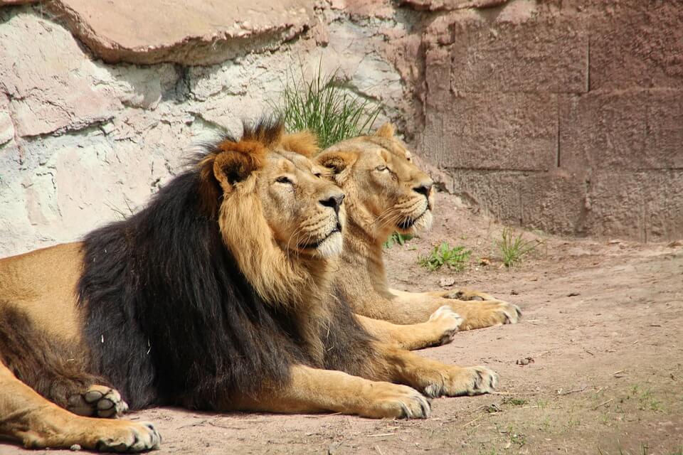 Safariparkeigenaar Aspinall wil einde traditionele dierentuinen