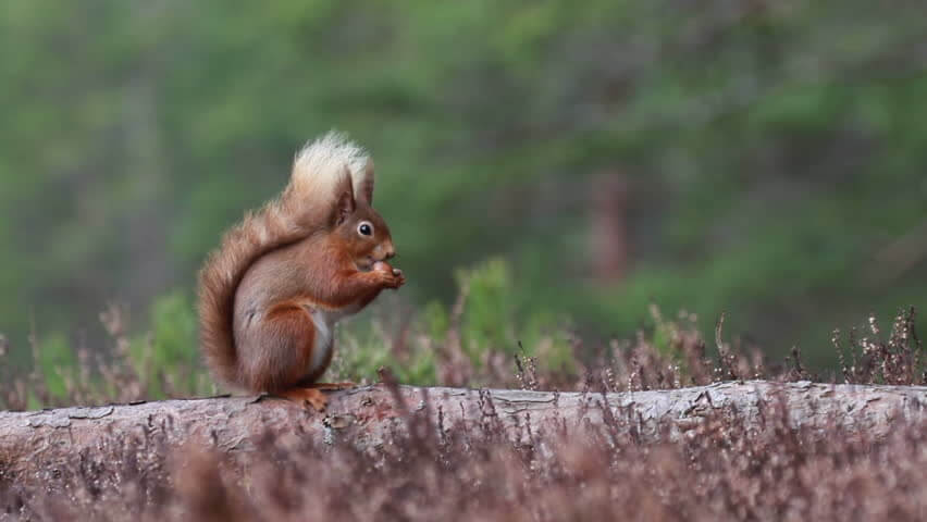 Toch Europese natuurherstelwet dankzij Oostenrijk