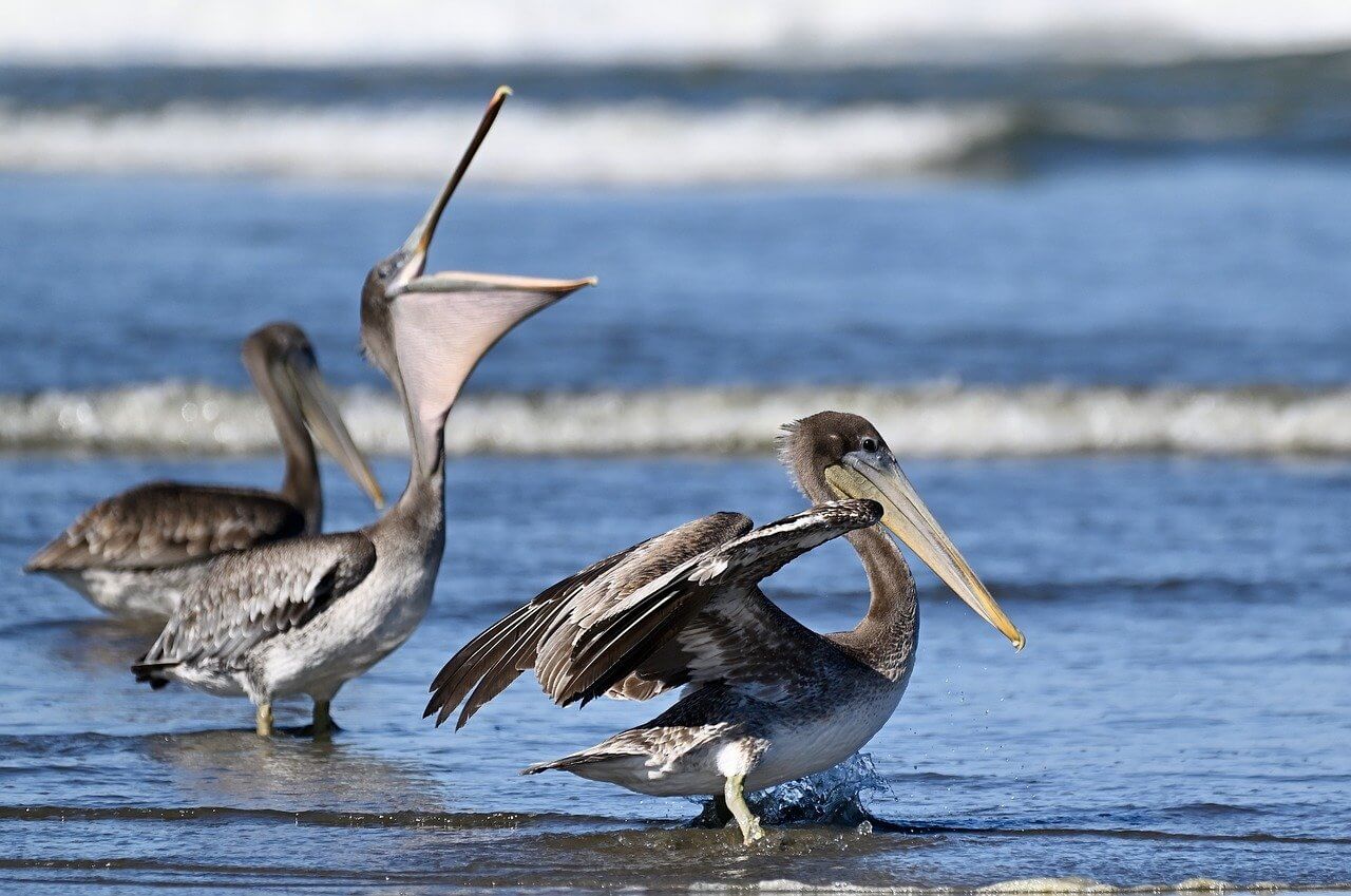 bruine pelikanen