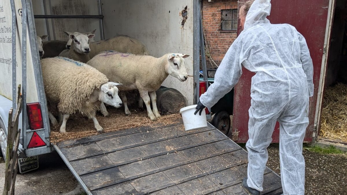 35 schapen gered van illegale offerslacht
