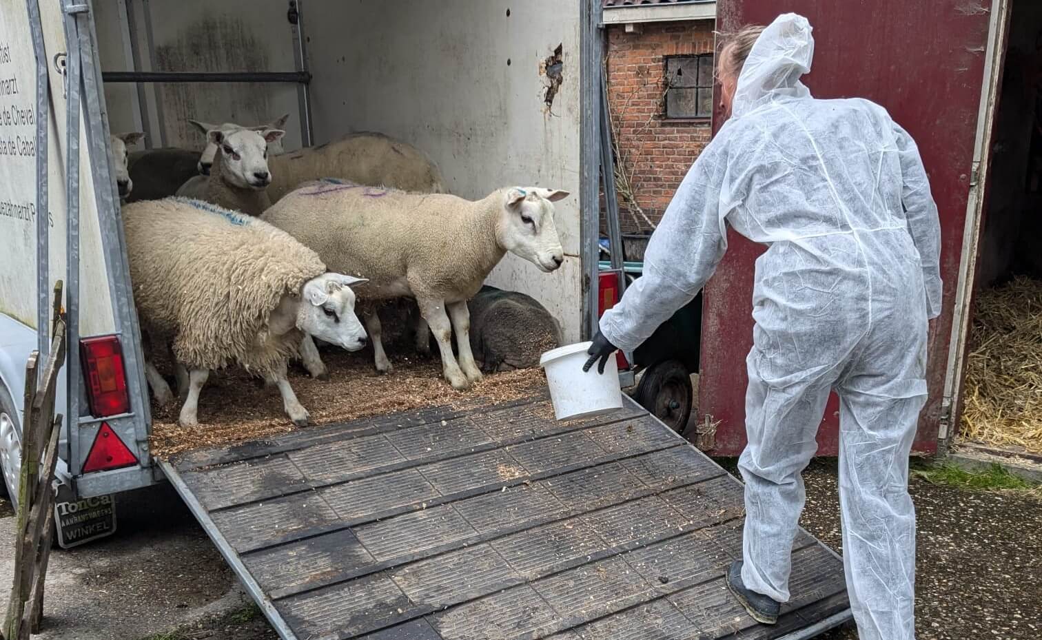 35 schapen gered van illegale offerslacht