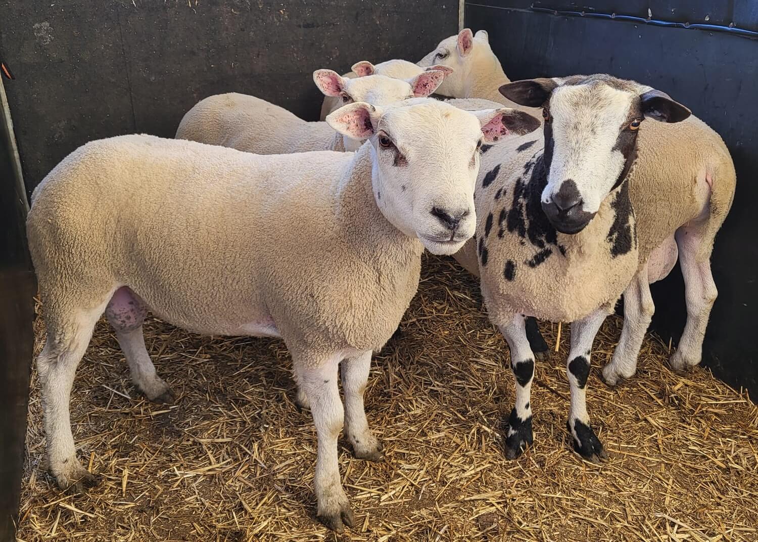 35 schapen gered van illegale offerslacht