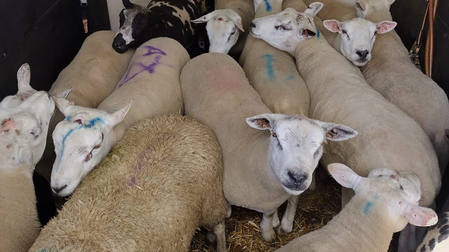 35 schapen gered van illegale offerslacht