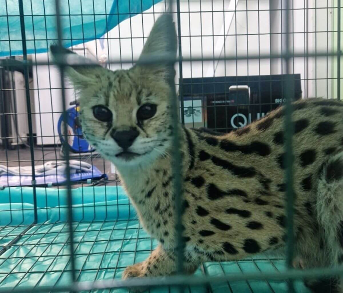 Serval Nala