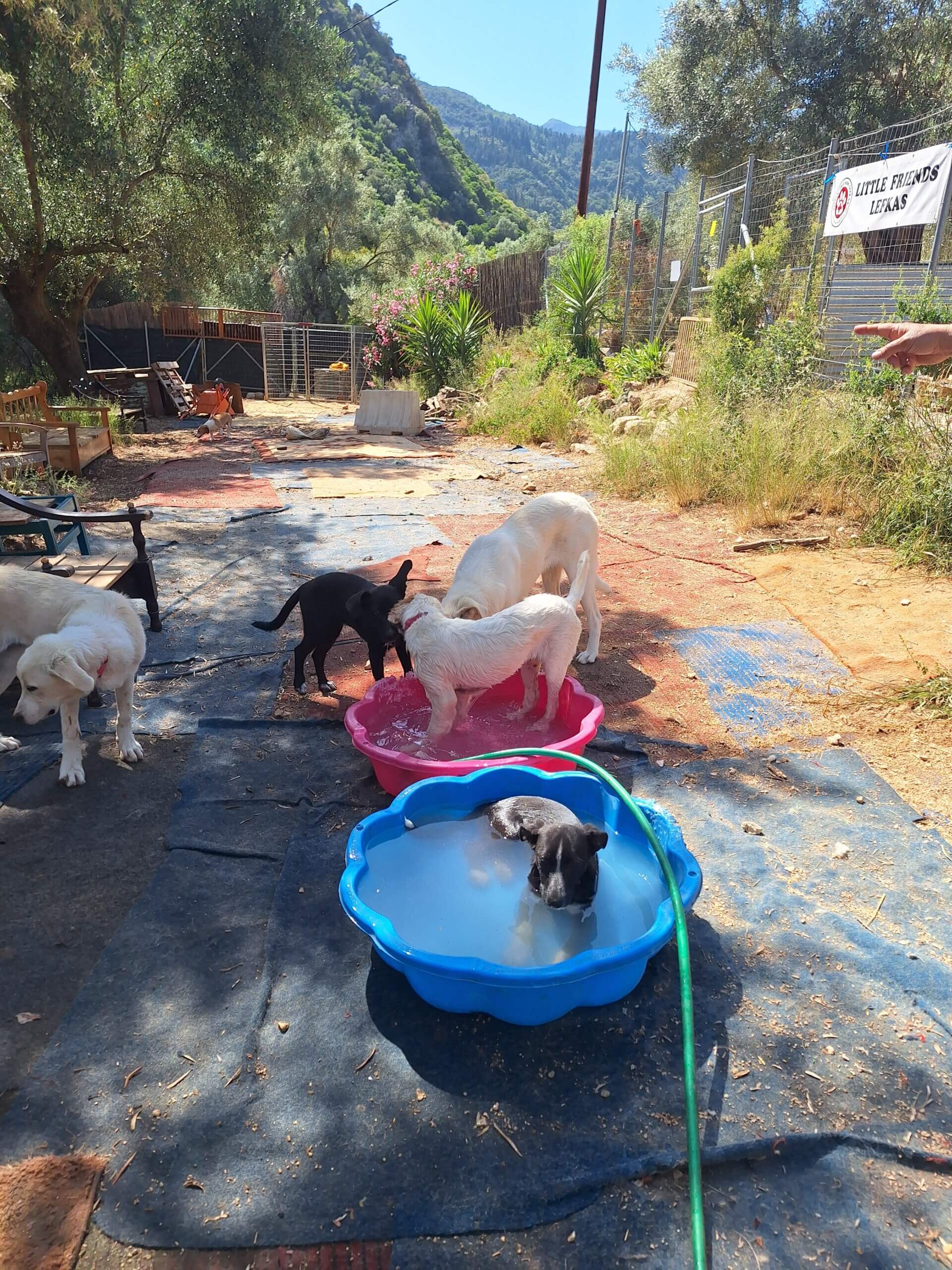 Afkoeling voor de honden in de hitte van de Griekse zomer 