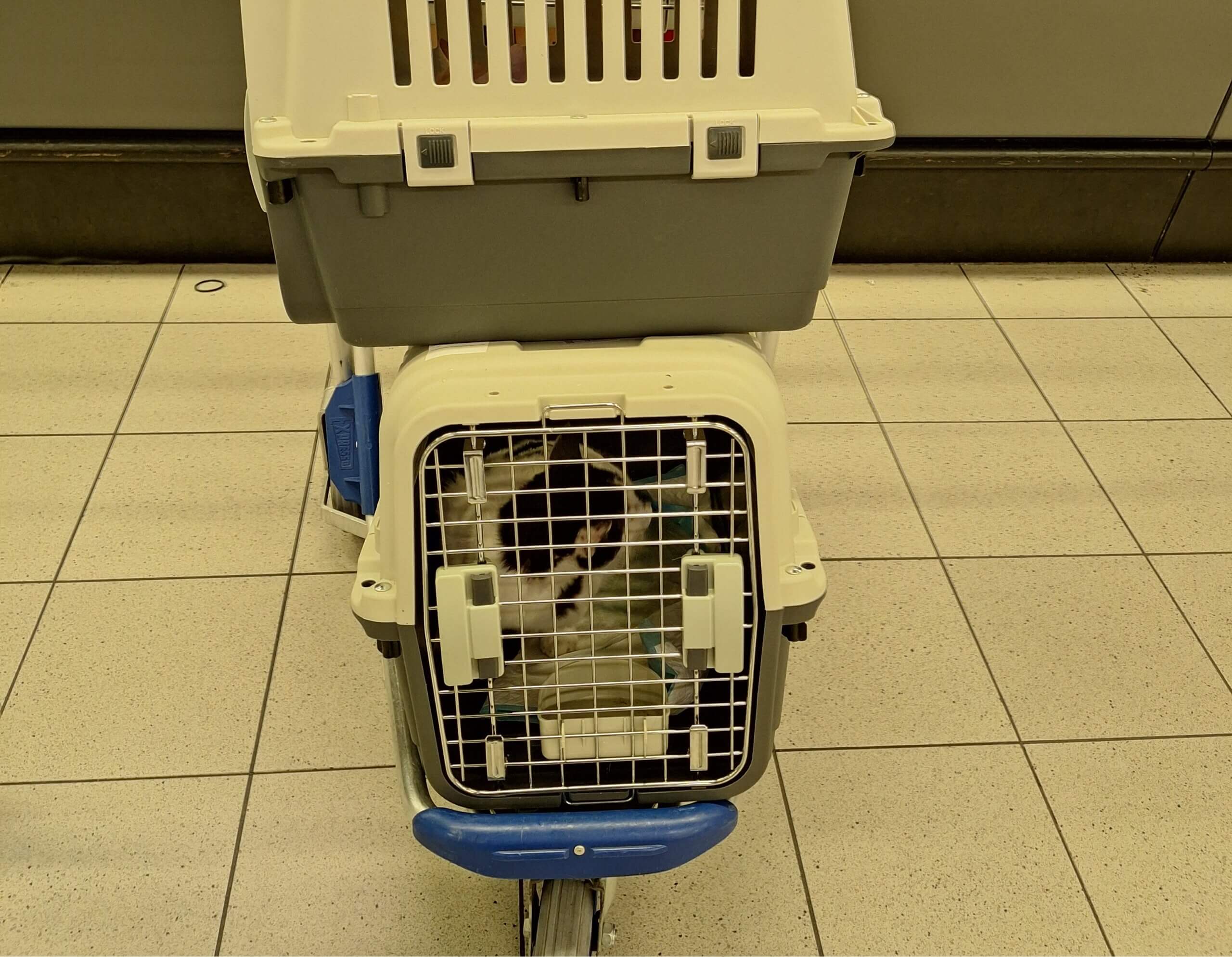 Transport van adoptiedieren