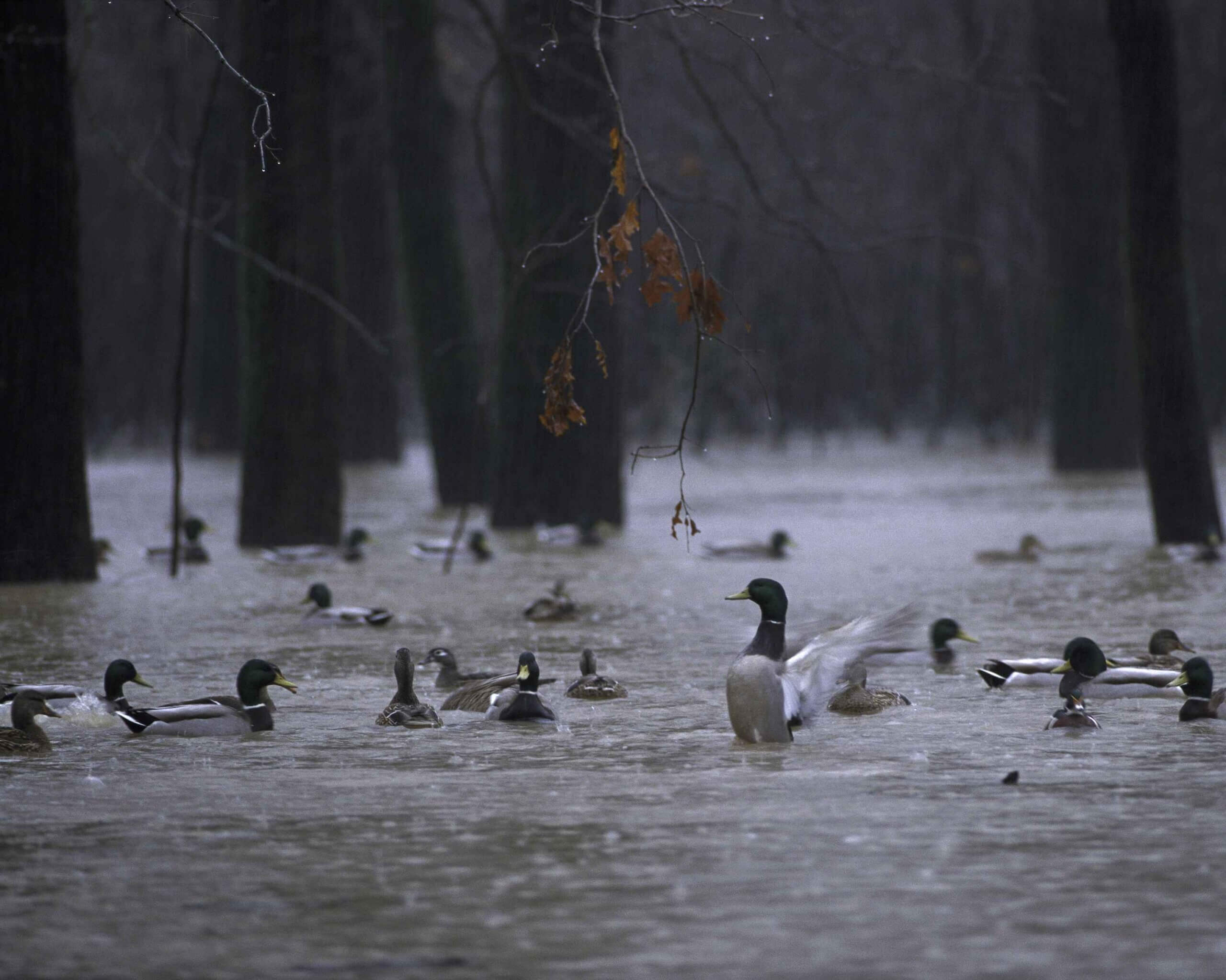 eenden in de regen