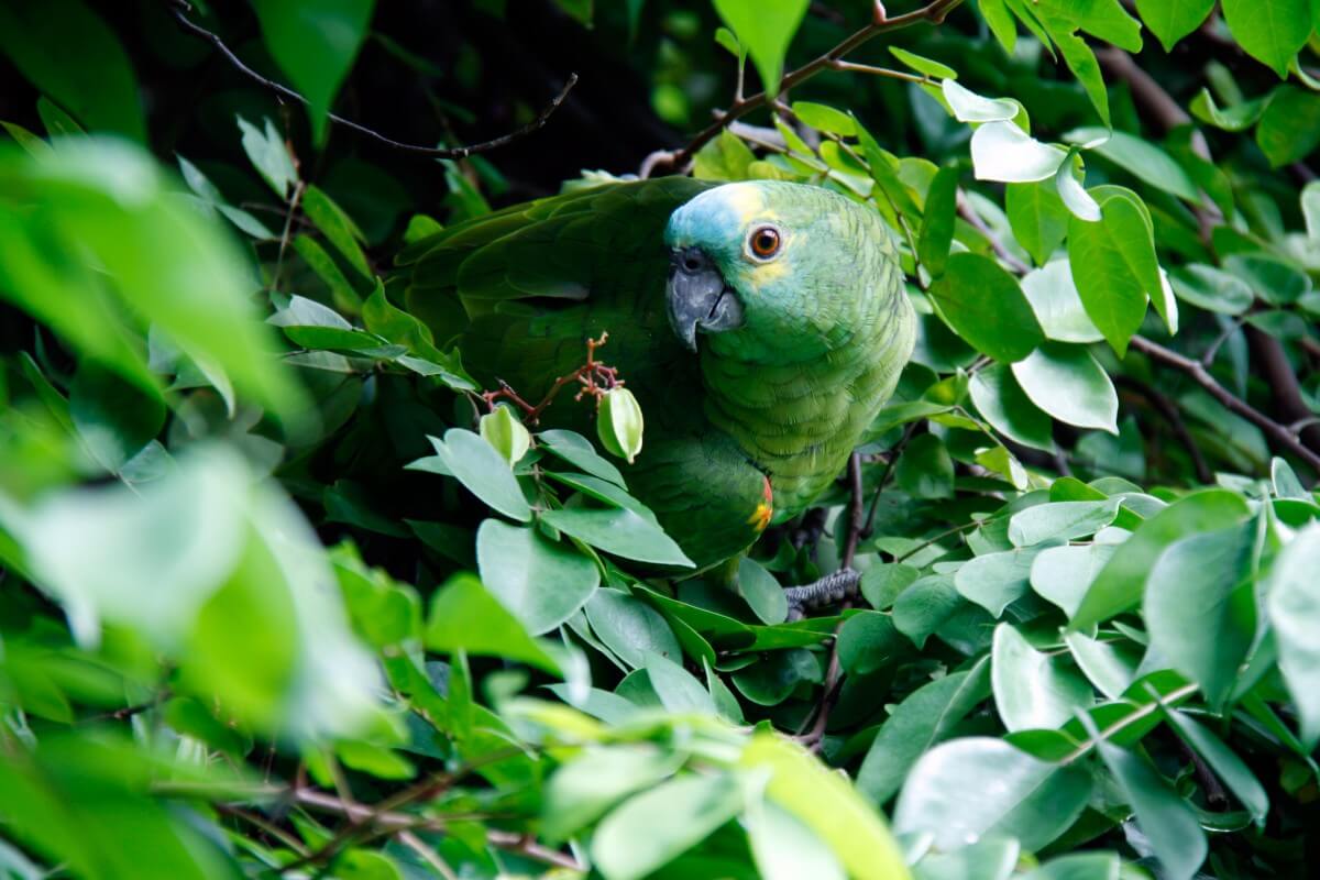 Grote vogels helpen tegen ontbossing Amazoneregenwoud