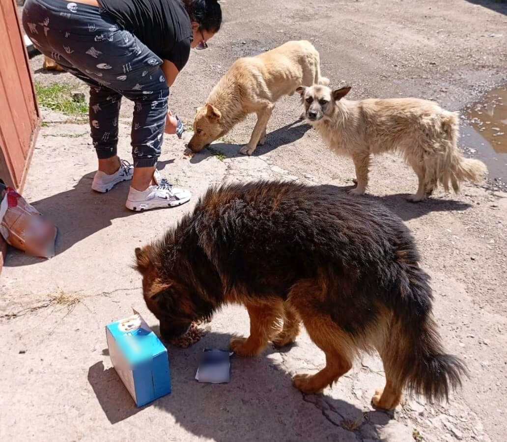 Honden in Oekraïne krijgen voer dankzij noodhulp