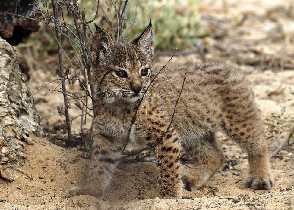 Kitten Iberischee lynx
