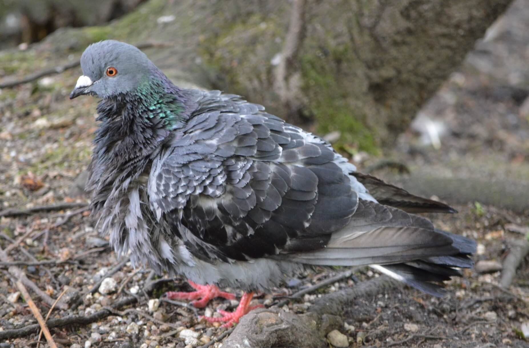 Al die regen is geen pretje voor vogels