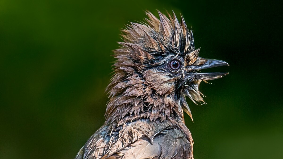 Al die regen is geen pretje voor vogels