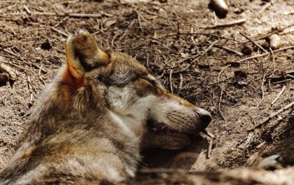 Beheerder Den Treek bij Leusden wil afschot wolf met jongen