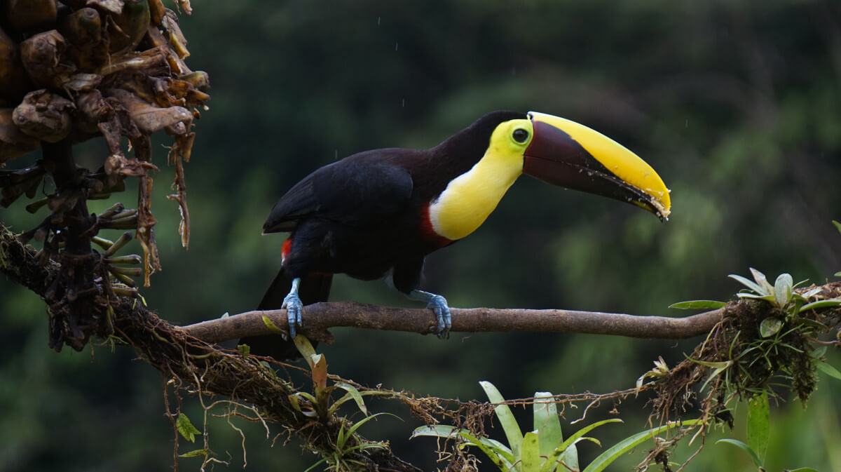 Grote vogels helpen tegen ontbossing Amazoneregenwoud