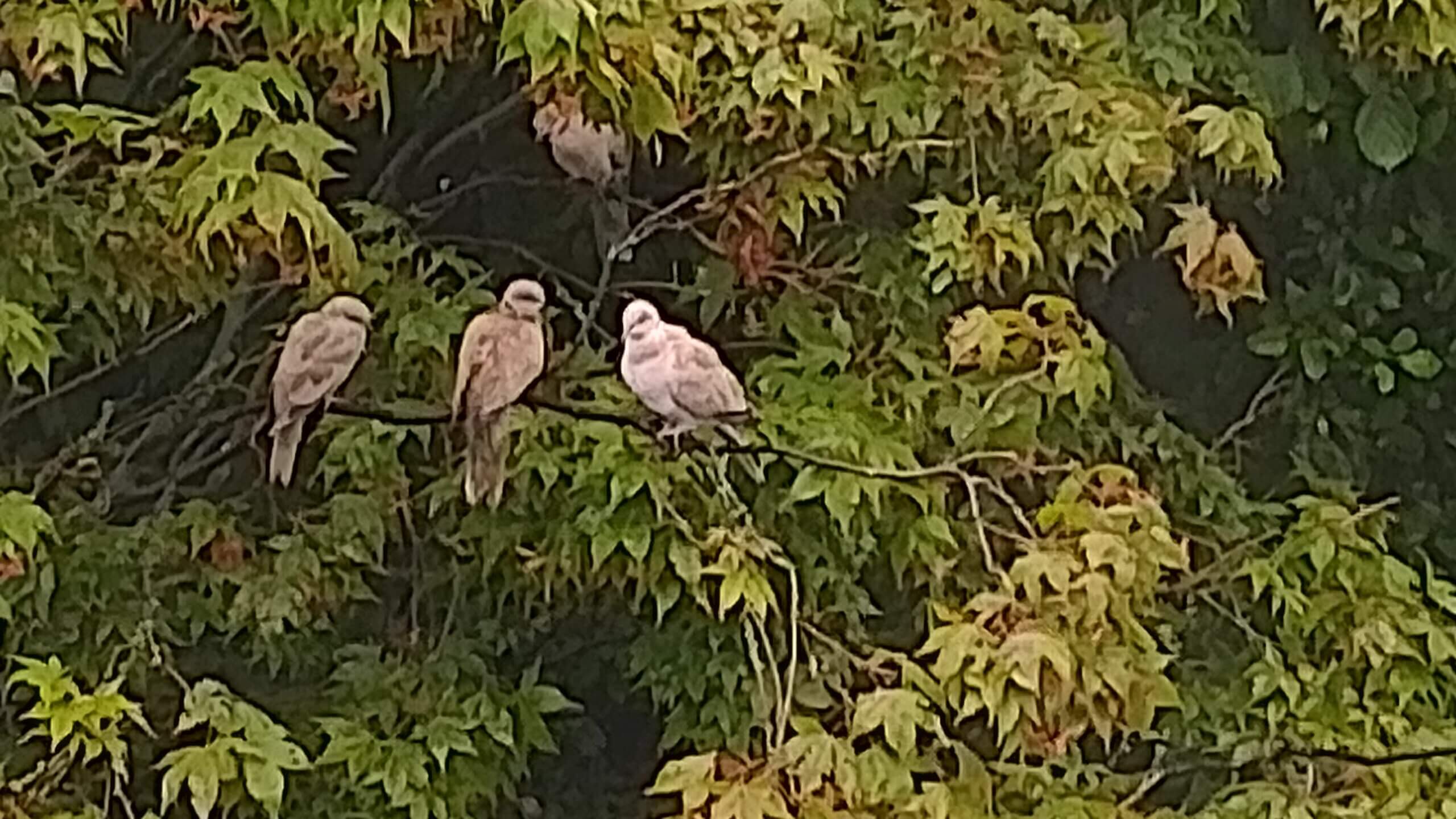 Al die regen is geen pretje voor vogels