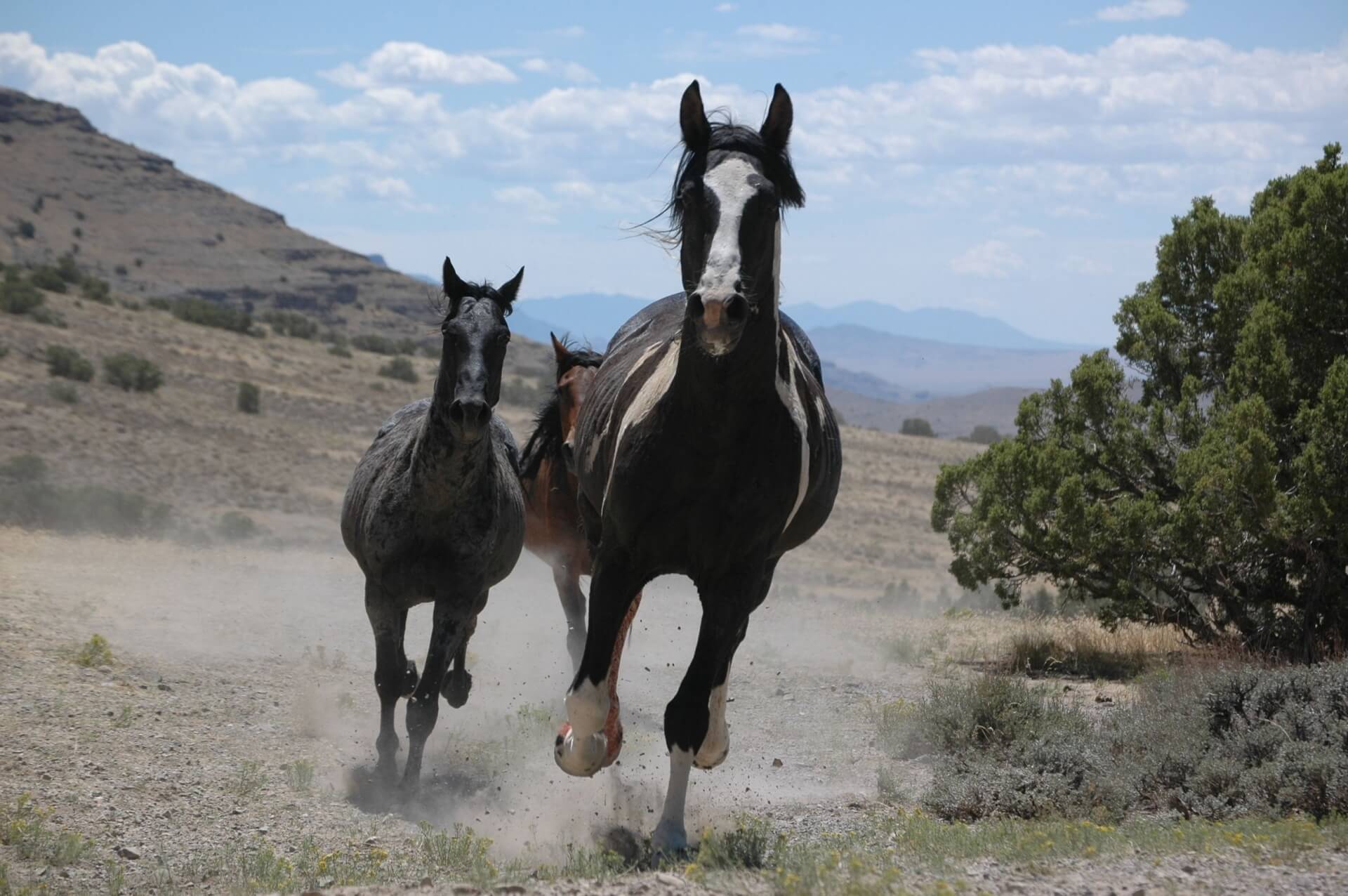 mustangs