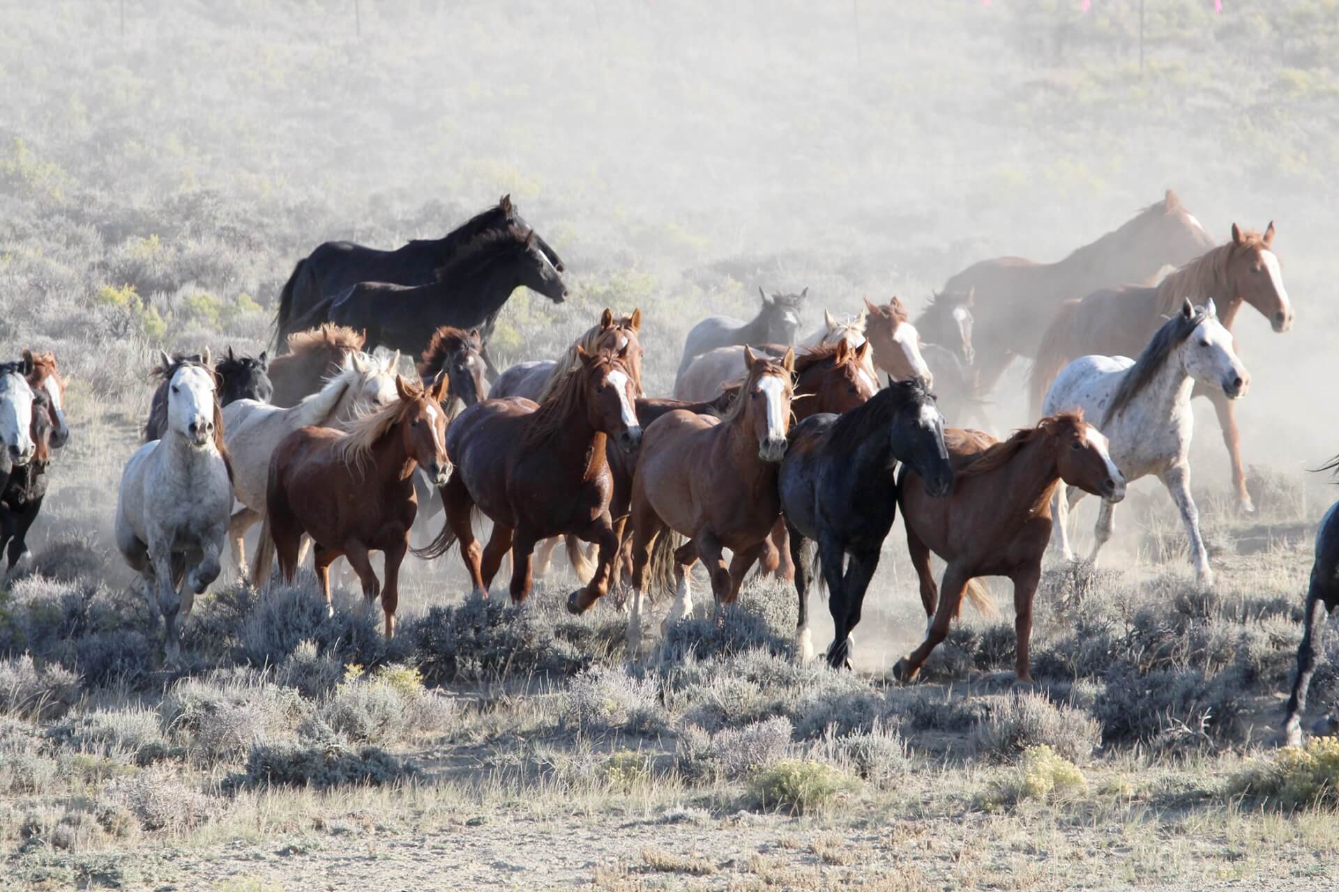 mustangs