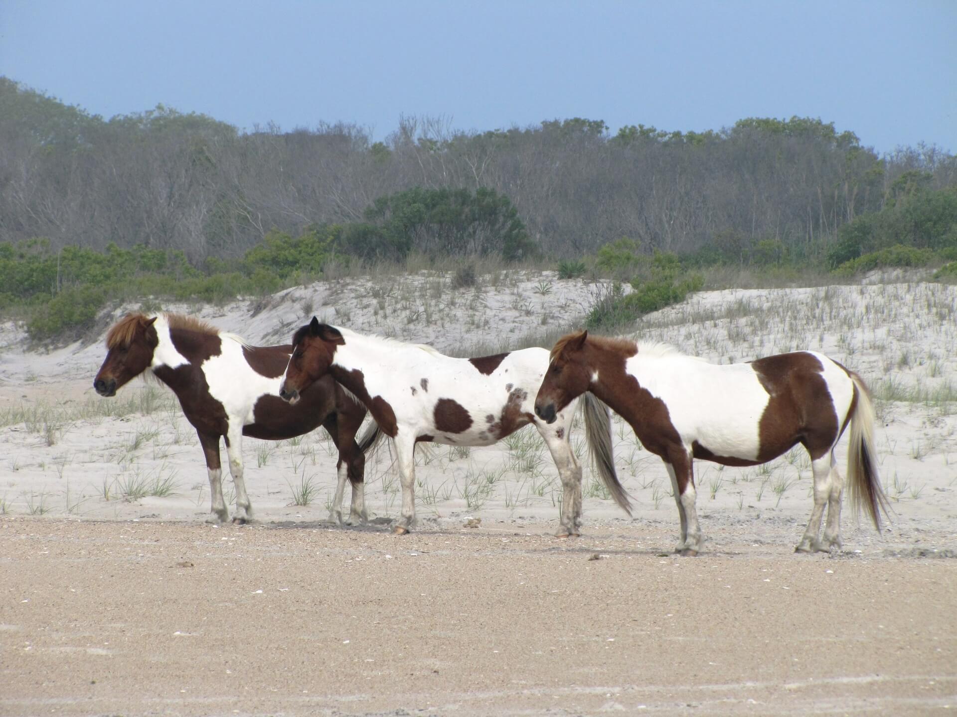 mustangs