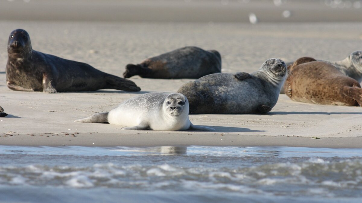 zeehondenjacht