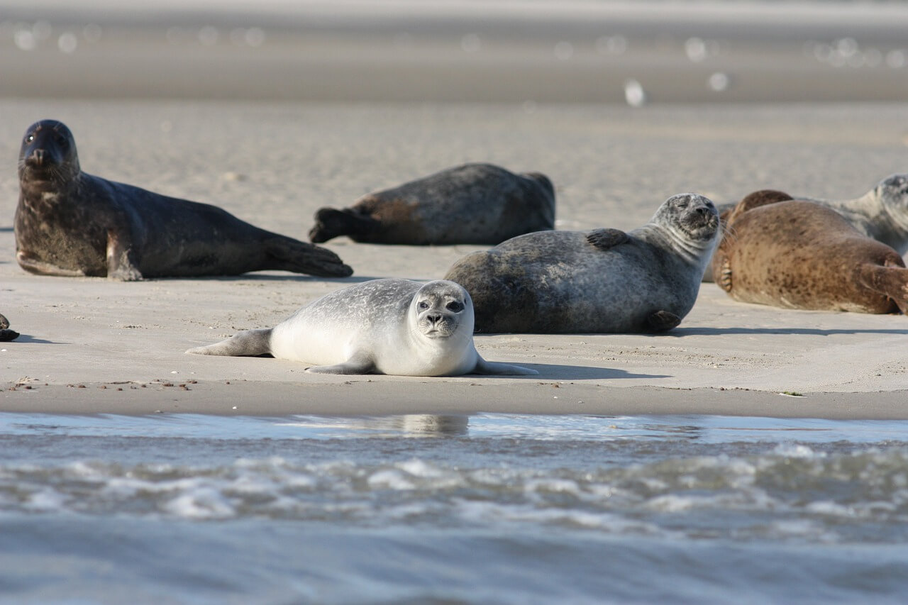 zeehondenjacht