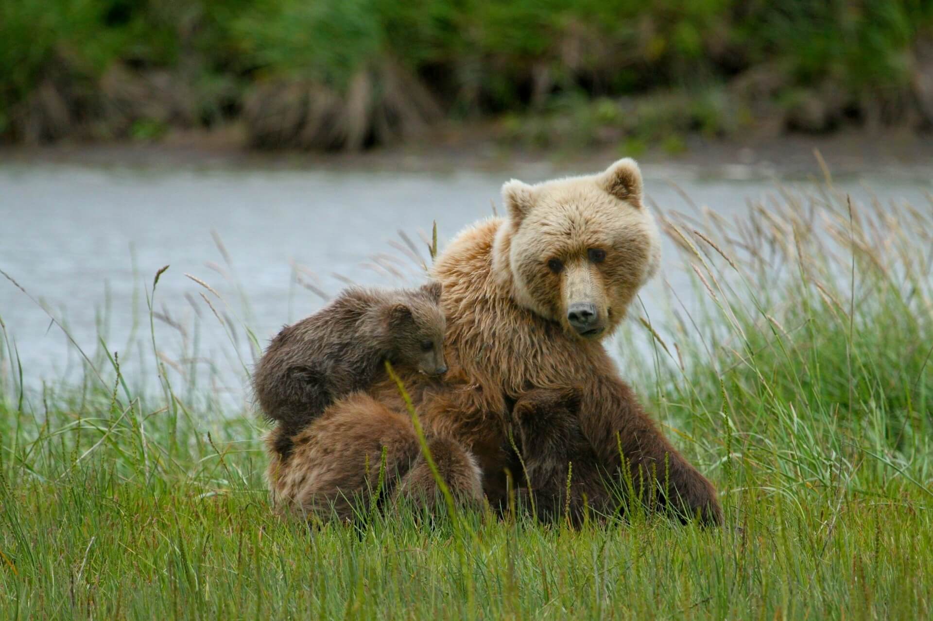 Verbod op lokaas bij berenjacht in Alaska