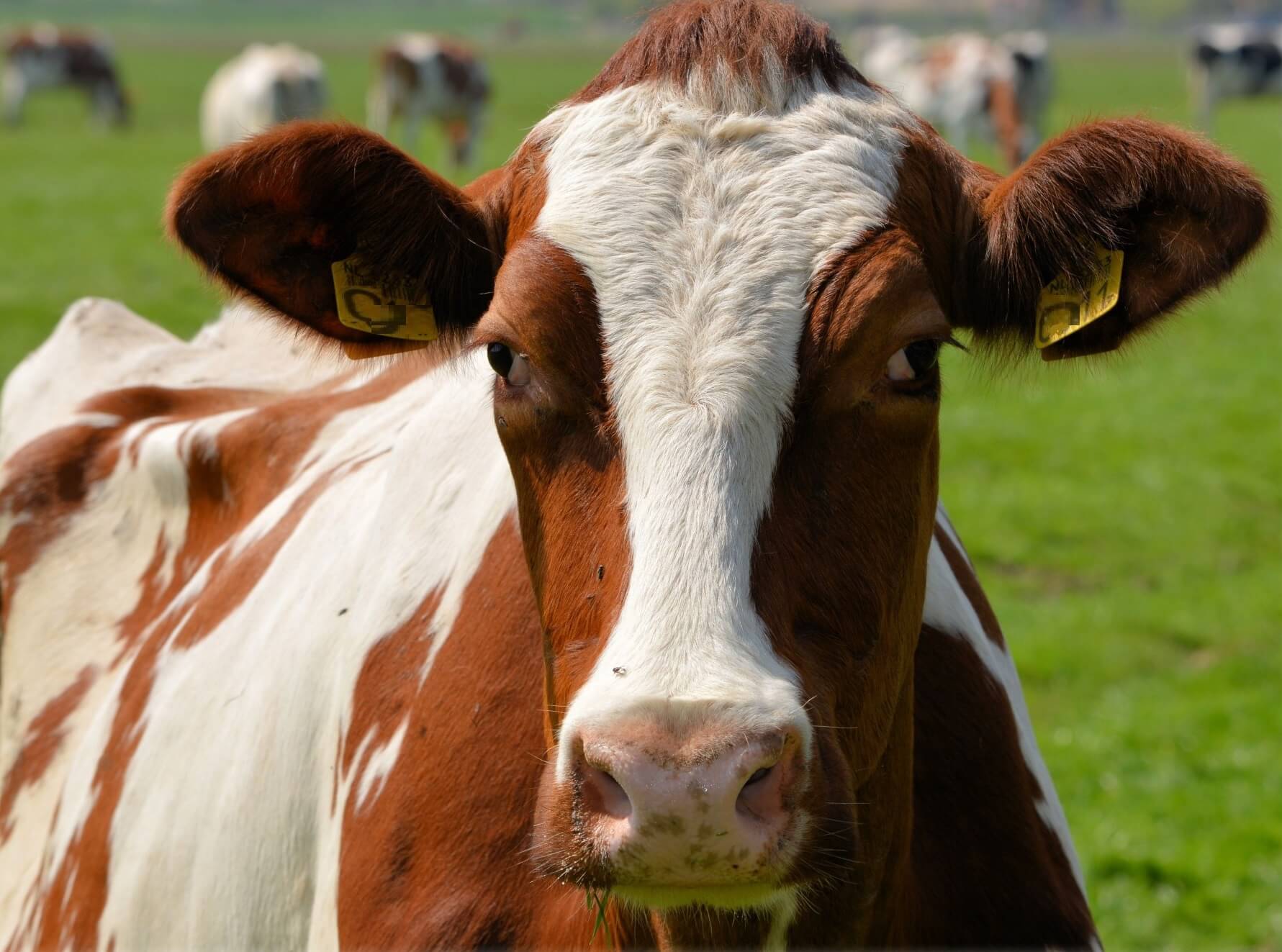 NVWA vertraagt aanpak slacht hoogdrachtige dieren