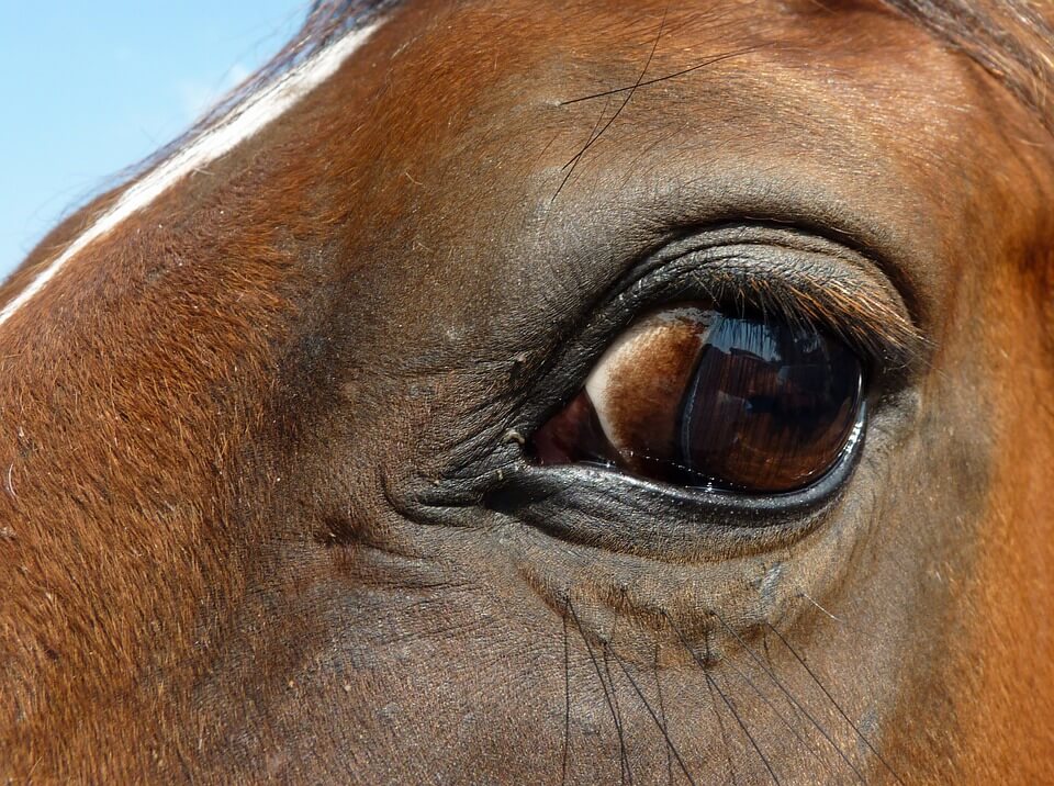 Paard zakt op snelweg door vloer trailer verplicht keuring nu