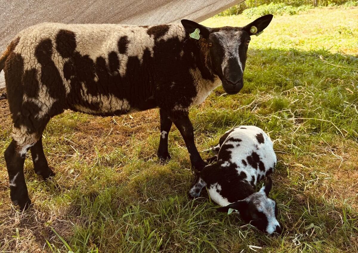 Moederschaap en het blinde lammetje Kiki