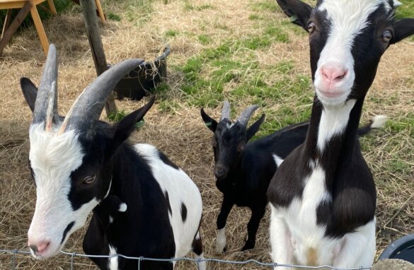 Wie adopteert de jonge bokjes Xam, Seppe en Macho?